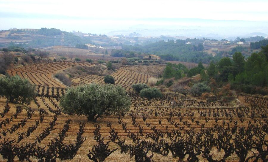 Guardiola de Font-Rubí: Winery & Grill Menu Tour - Cal Pau Xich lunch: grilled menu with seasonal, local products