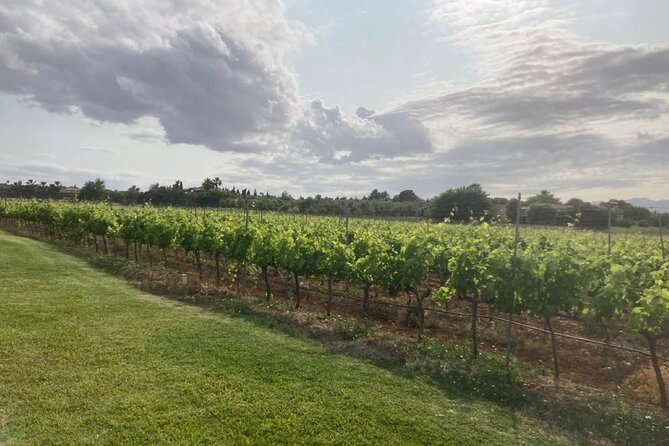 Guided tour of Butxet winery - Wine tastings and local cheese: how to get more out of your pours