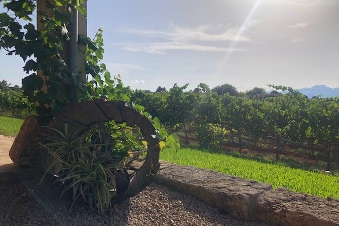 Guided tour of Butxet winery - Who this tour suits best (and who should skip it)
