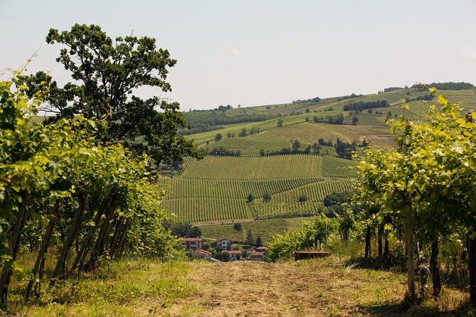 Guided tour of vineyards and winery with tasting 4 wines - Where This Oltrepò Pavese Wine Tour Really Shines