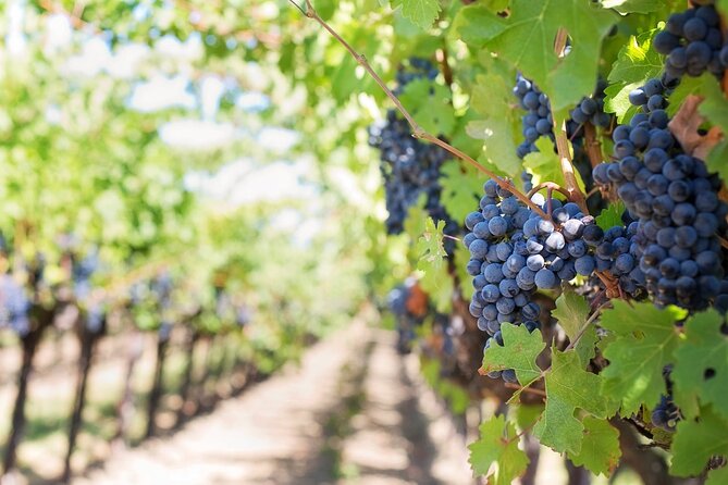 Guided tour through the vineyards with local wine tasting - Key highlights before you go