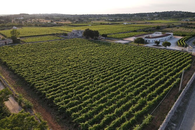 Guided tour through the vineyards with local wine tasting - Martina Franca meet-up: where the tour starts and ends