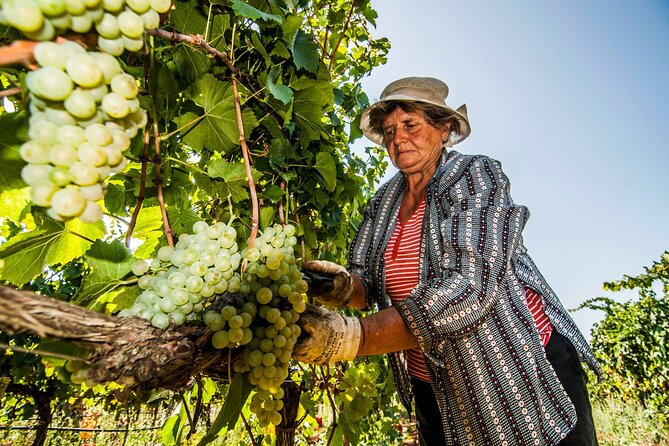 Guided tour through the vineyards with local wine tasting - The tasting: wine labels, a small starter, and timing that’s tight