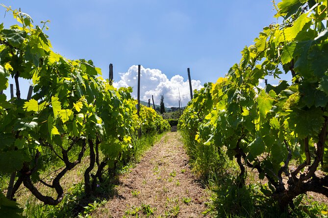 Guided Wine Tasting Experience in a Roman Vineyard - Key Things That Make This Vineyard Tasting Worth It