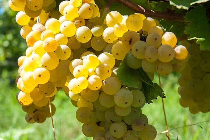 Guided Wine Tasting Experience in a Roman Vineyard - Getting There: The Train Option and the Sunday Exception
