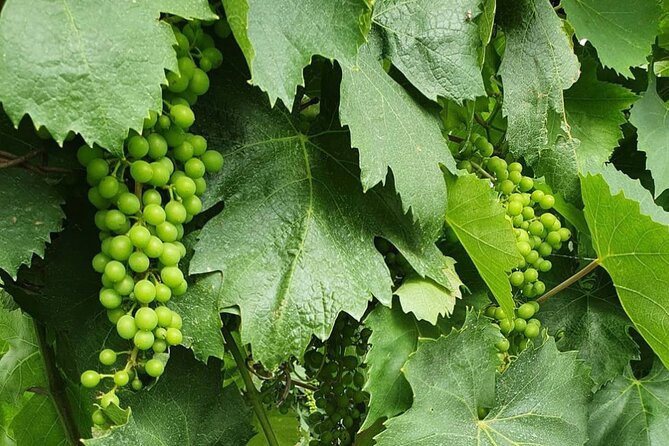 Guided Wine Tasting Experience in a Roman Vineyard - Your Frascati Flight: Wines, Snack Plates, and Local Pairings
