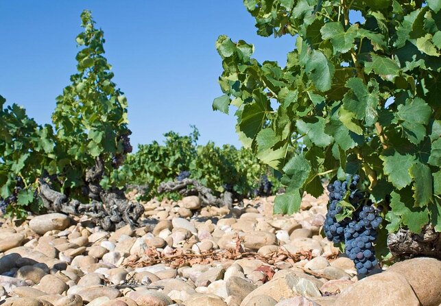 Half Day Great Vineyard Tour from Avignon - Key Things I’d Highlight Before You Book