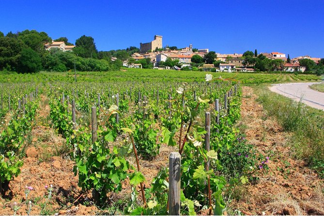 Half Day Great Vineyard Tour from Avignon - Small Group Energy: The Guide Makes the Day