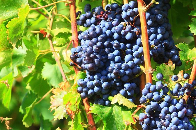 Half Day Great Vineyard Tour from Avignon - Price and What You’re Really Getting for It