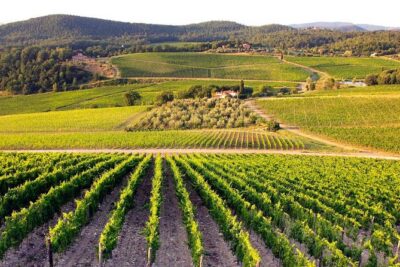 Half Day Tour Chianti Winery with San Gimignano - Florence-to-Tuscany transport: the comfort factor you actually feel