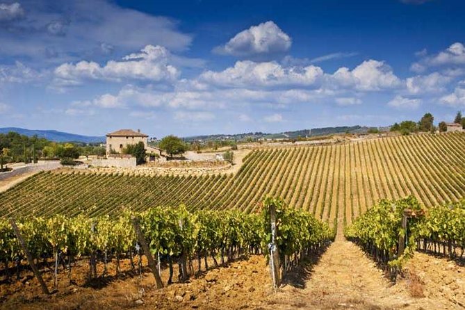 Half Day Tour Chianti Winery with San Gimignano - Morning vs afternoon: picking the pace that fits your trip