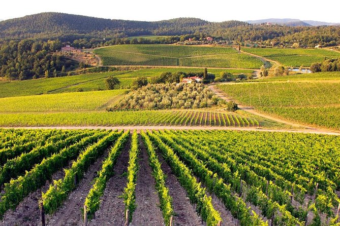 Half Day Tour Chianti Winery with San Gimignano - Florence-to-Tuscany transport: the comfort factor you actually feel