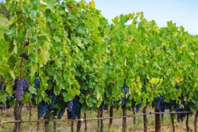Half-Day Trip from Madrid: Alcalá de Henares & Winery Visit - Meeting point and the coach ride: how the day flows without stress