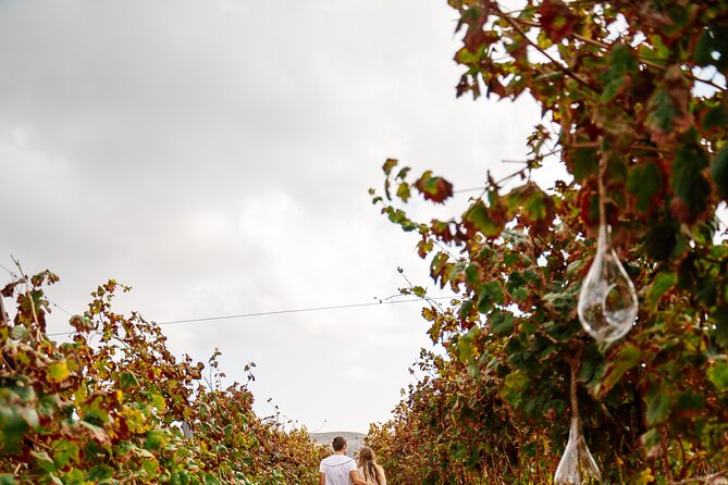 Heraklion Private Half-Day Gastronomy Diaries Experience in Lyrarakis Winery - The Vineyard Walk and Cellar Time: seeing how wine ages