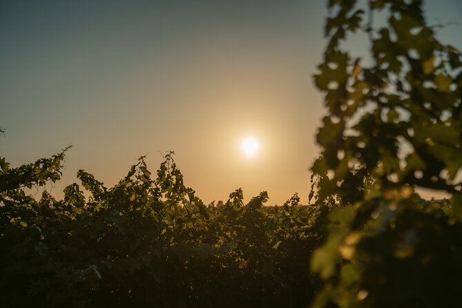 Heraklion Private Half-Day Wine Tasting Tour in Lyrarakis Winery - Key points to know before you go
