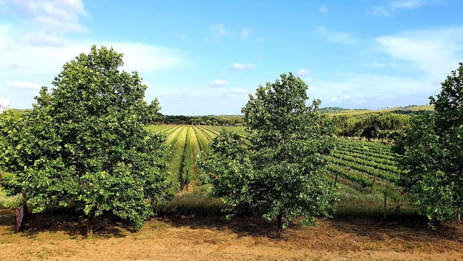 Herdade Canal Caveira - Winery Visit 4 Wines & Tapas - Who this tour suits best (and who should skip it)