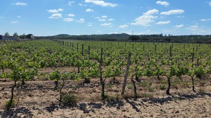 Herdade Canal Caveira Winery Visit with TOP5 Wines & Tapas - Key Things You’ll Notice on This Canal Caveira Wine Tour
