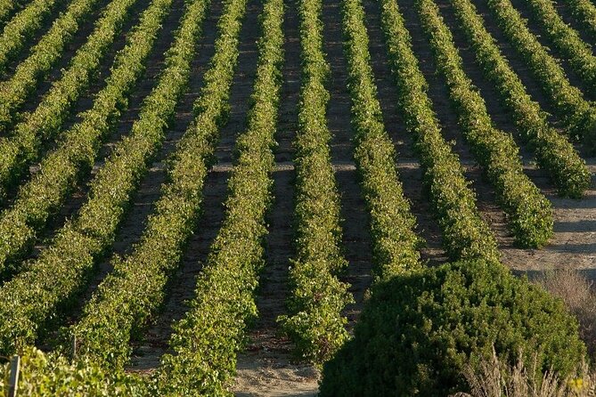 Historic winery visit with food and wine tasting in Marsala - Price and Value: What $34.85 Gets You in Real Terms