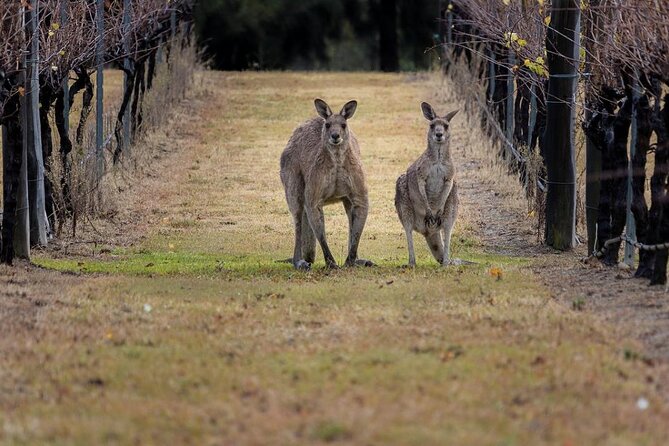 Hunter Valley Wine Tour from Sydney: 3 Wineries & Vineyard Picnic - The real rhythm: tasting pace, group size, and how to get the most
