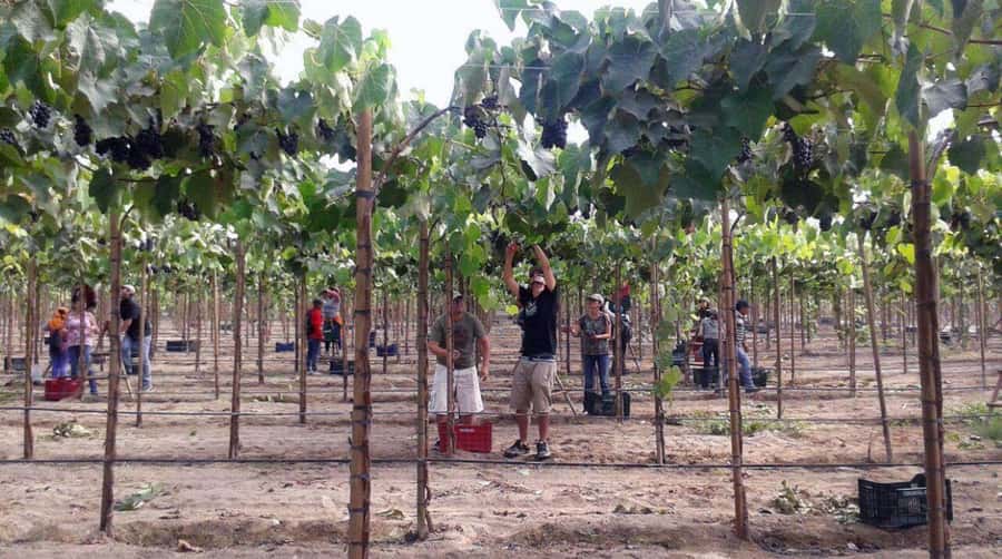 Ica: Tacama Winery and Pisco Tasting Tour with Hotel Pickup - Tastings and the Practical Meaning of Process