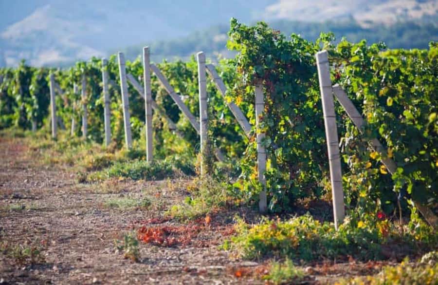 Ica: Winery Tour with Pisco and Wine Tasting - Key highlights worth your attention