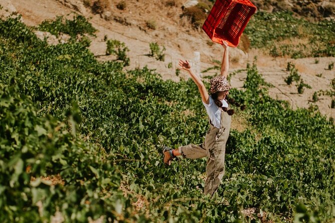 Ikaria Longevity, Family Winery & Wellness - Price and value: what you’re paying for and what it adds up to