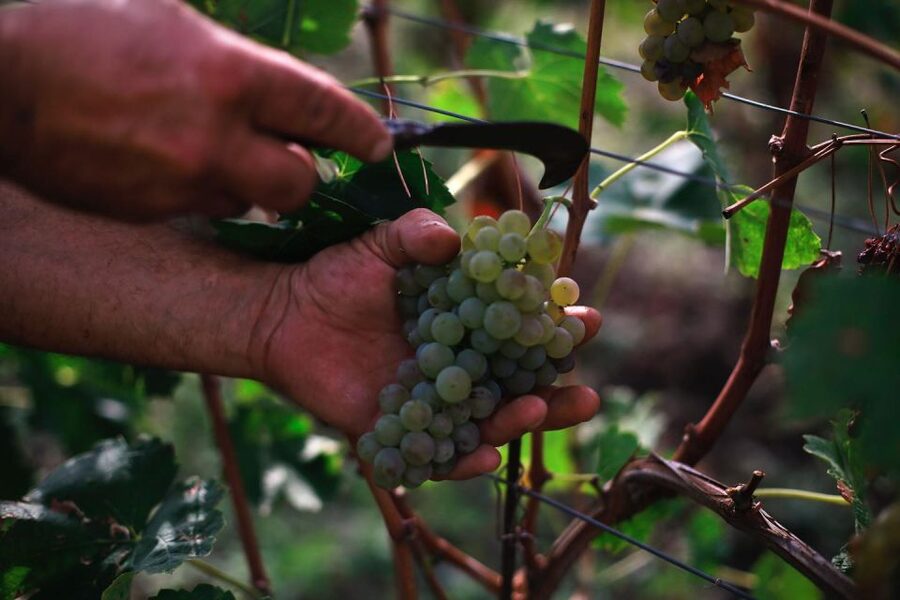Ischia: Vineyard Tour & Wine Tasting Experience w/ Transfers - Getting Picked Up and Settled In on Ischia