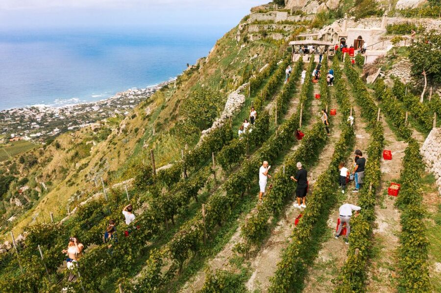 Ischia: Vineyard Tour & Wine Tasting Experience w/ Transfers - The Sommelier-Led Tasting of 4 Wines
