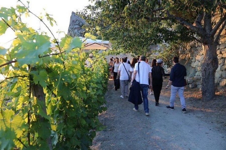 Ischia: Vineyard Tour & Wine Tasting Experience w/ Transfers - Salumi and Cheese Pairings That Actually Make Sense