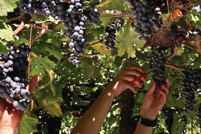 Jolimont Winery Tour - Visitation and Tasting - Canela RS - Vitivinícola Jolimont: What You Learn During the Visit