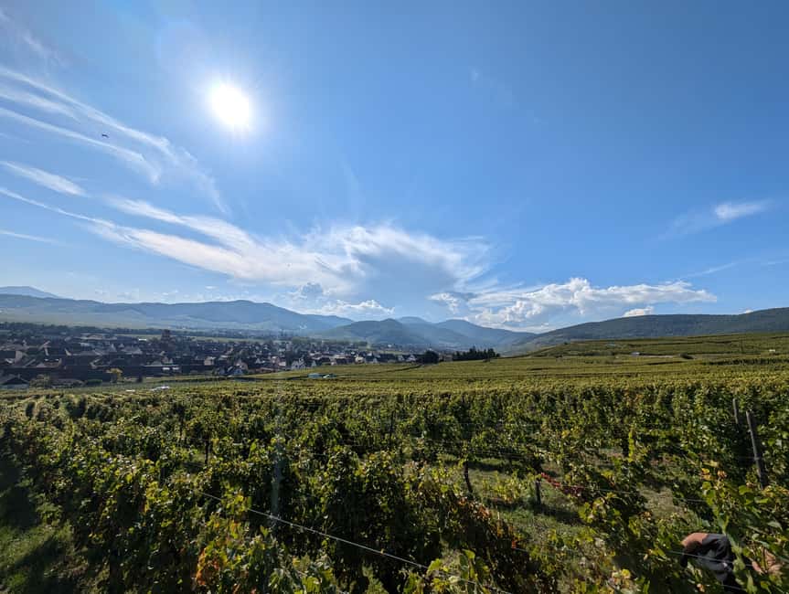 Kaysersberg Vineyard Discover the vineyard and wine, Domaine Meyer-Krumb - Walking the Jardin des Vignes: Vineyard Garden in Plain English