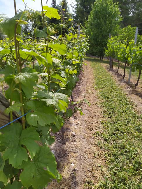 Kaysersberg Vineyard Discover the vineyard and wine, Domaine Meyer-Krumb - Price and Value: What $11 Gives You in One Hour