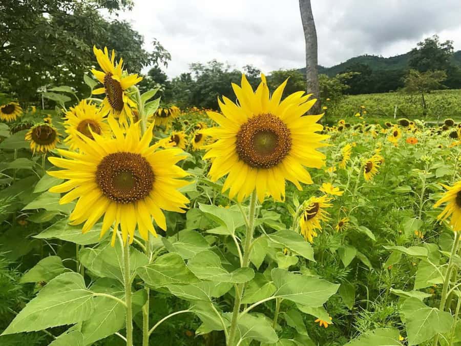 Khao Yai Vineyard Tasting Tour & Horse Farm Visit - Price and value: is $189 per person fair?