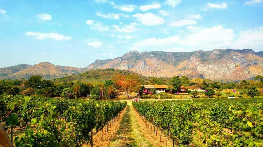Khao Yai Vineyard Tasting Tour & Horse Farm Visit - The tram tour and vineyard views: seeing scale without getting tired