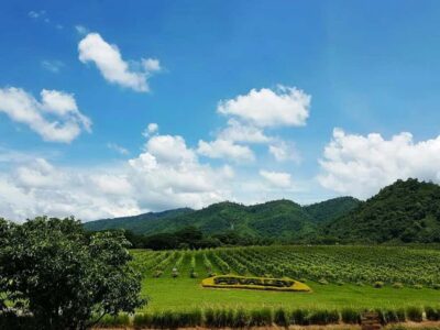 Khao Yai Vineyard Tasting Tour & Horse Farm Visit - PB Valley Winery: vineyards near Khao Yai National Park