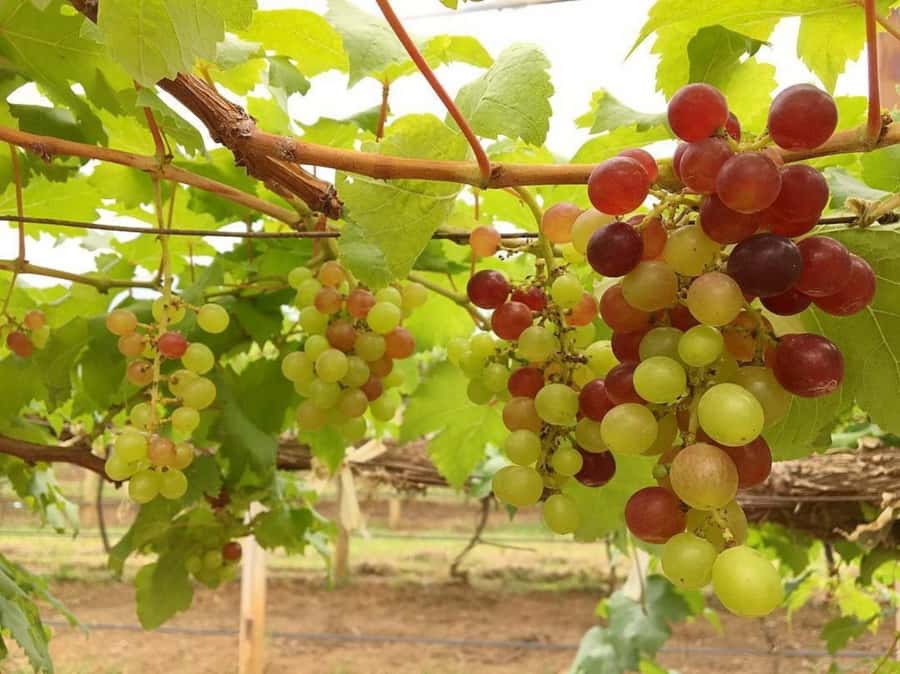 Khao Yai Vineyard Tasting Tour & Horse Farm Visit - Wine tasting: several Thai wines, served in a guided flow
