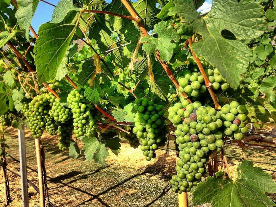Khao Yai Vineyard Tasting Tour & Horse Farm Visit - Lunch at The Great Hornbill Restaurant: choices that satisfy after tasting
