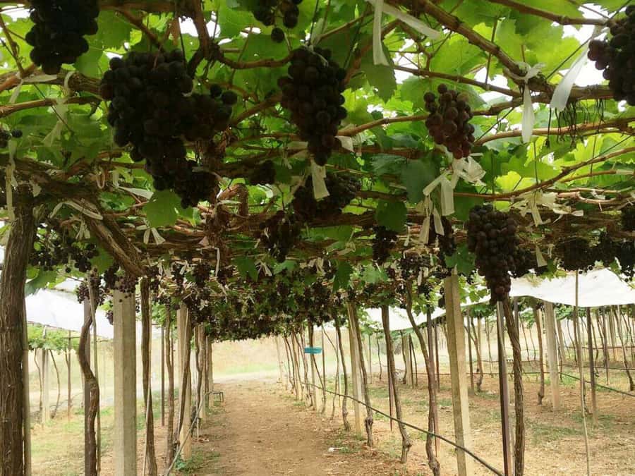 Khao Yai Vineyard Tasting Tour & Horse Farm Visit - Orchard and garden walk: a calmer reset between wine and animals