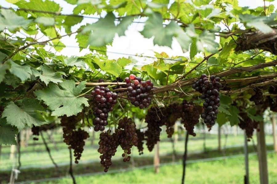 Khao Yai Vineyard Tasting Tour & Horse Farm Visit - Horse farm in Pak Chong: animal time, egg collecting, and brief riding