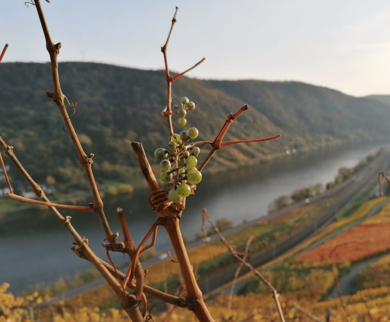 Koblenz: The Living Vineyard, Nature & Wine Enjoyment - Quick highlights before you go