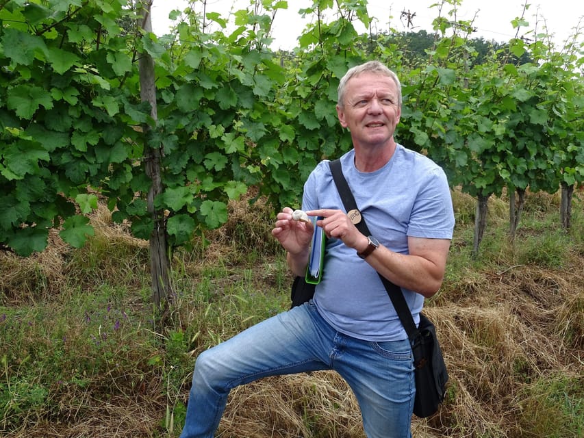 Koblenz: The Living Vineyard, Nature & Wine Enjoyment - Why this Koblenz wine tour feels different from a standard tasting