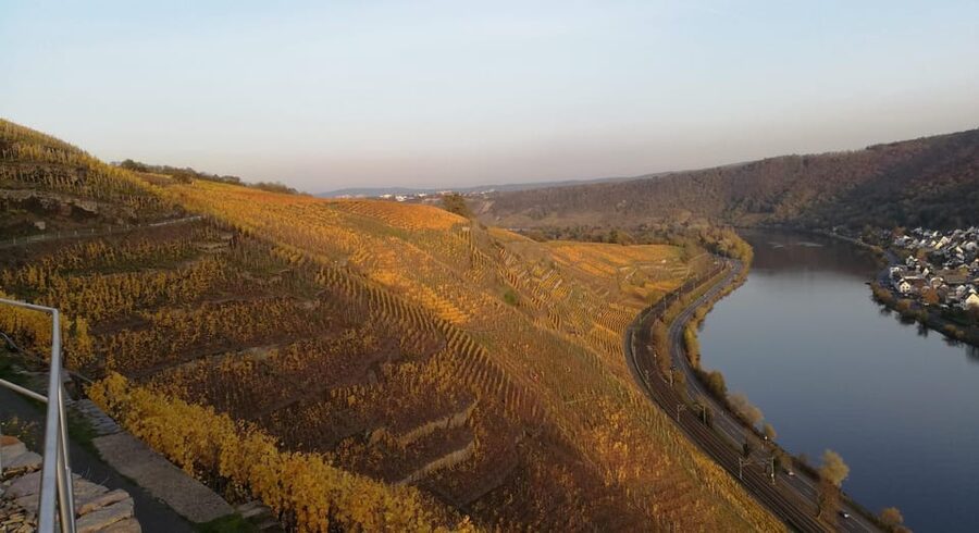 Koblenz: The Living Vineyard, Nature & Wine Enjoyment - Who should book this Moselle wine hike (and who might not love it)