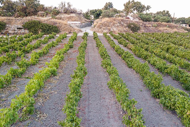 Kostantakis Winery - Milos Island Tour & Wine Tasting Experience - Price and Value: Is $72.41 a Fair Deal for Milos Wine Tasting?