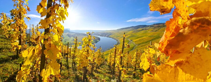 Kröv/Gut Hermes: Wine tour & tasting through vineyard, winery & champagne factory - Key highlights in plain terms