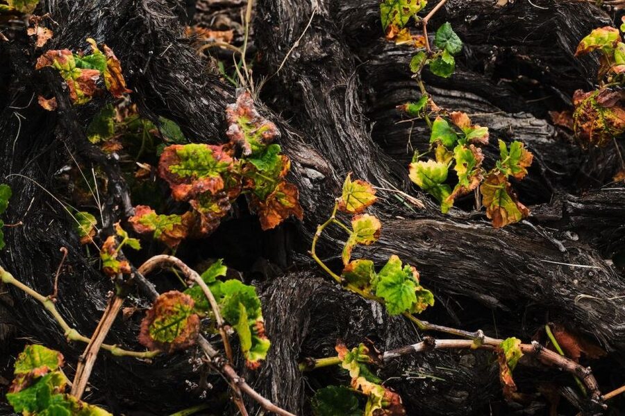 La Palma: Bodegas Teneguia Winery Tour with Wine Tasting - Key Points You’ll Care About