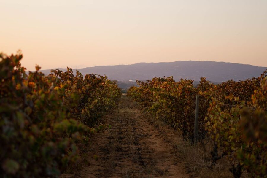Lagoa: 2.5-Hour Vineyard Dinner with Winetasting - Quick hits: what makes Lagoa’s vineyard dinner special