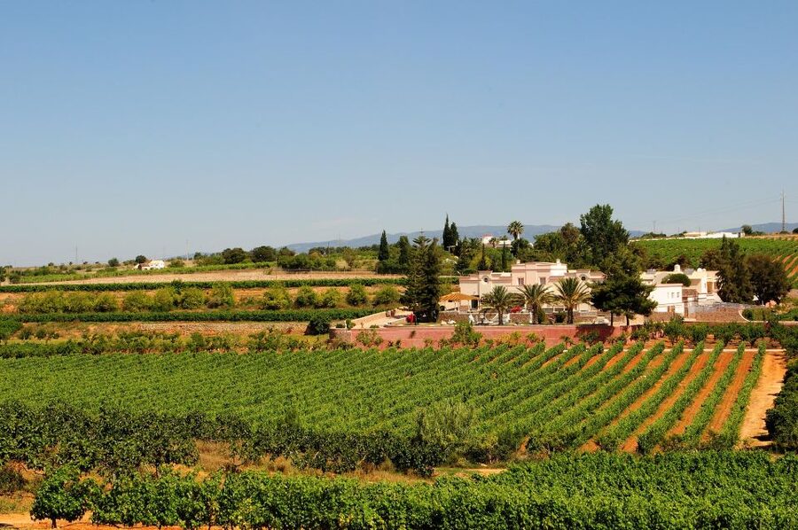Lagoa: Guided Winery Tour and Local Wine Tasting - Key highlights worth planning for