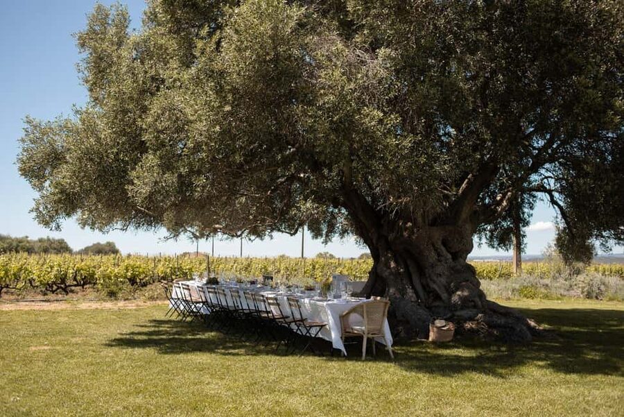 Lagoa: Vineyard Tour and Wine Tasting - Price and value check for $50 in Algarve
