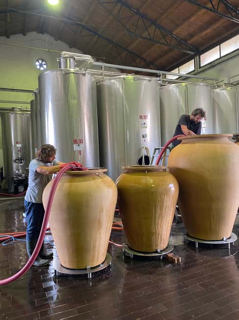 LAKE GARDA: VINEYARD AND WINERY TOUR - Vineyard walk: why organic farming matters (and how it changes decisions)