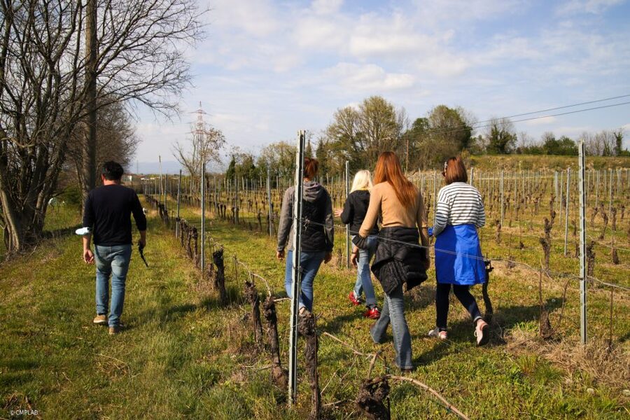 Lake Garda: Vineyard Tour and 6 wine Tasting - Cold cuts and local cheeses: why the pairing matters